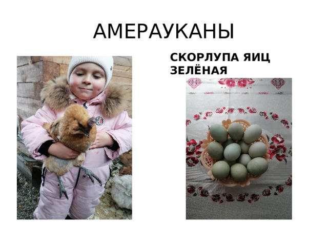 АМЕРАУКАНЫ СКОРЛУПА ЯИЦ ЗЕЛЁНАЯ 