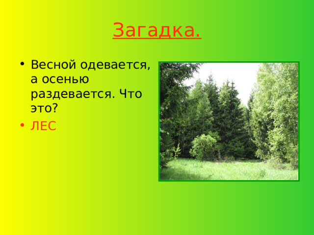 Загадка. Весной одевается, а осенью раздевается. Что это? ЛЕС 