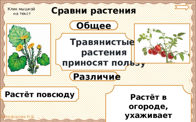 Сравни растения Клик мышкой  на текст Общее Травянистые растения приносят пользу Различие Растёт в огороде, ухаживает человек Растёт повсюду 