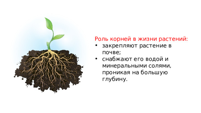 Роль корней в жизни растений: закрепляют растение в почве; снабжают его водой и минеральными солями, проникая на большую глубину. 