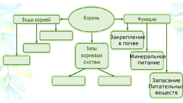 Закрепление в почве Минеральное питание Запасание Питательных веществ 