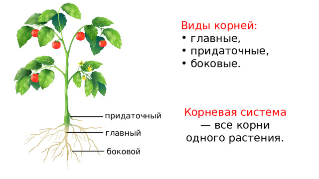 Виды корней: главные, придаточные, боковые. Корневая система — все корни одного растения. придаточный главный боковой 