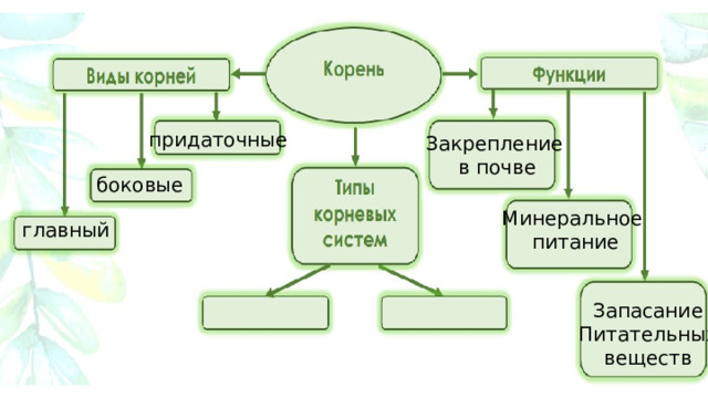 придаточные Закрепление в почве боковые Минеральное питание главный Запасание Питательных веществ 