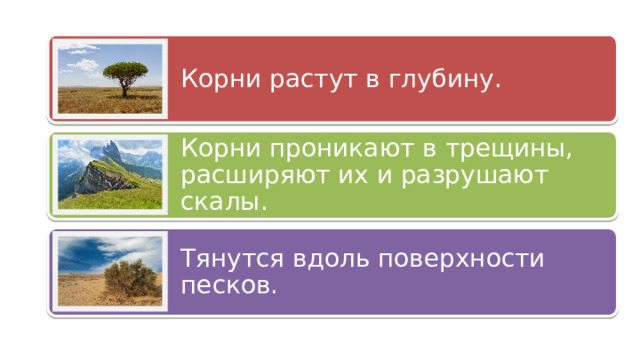 Корни растут в глубину. Корни проникают в трещины, расширяют их и разрушают скалы. Тянутся вдоль поверхности песков. 