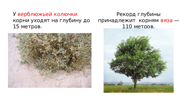 У верблюжьей колючки корни уходят на глубину до 15 метров.  Рекорд глубины принадлежит корням вяза — 110 метров. 
