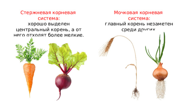 Стержневая корневая система: Мочковая корневая система: хорошо выделен центральный корень, а от него отходят более мелкие. главный корень незаметен среди других. 