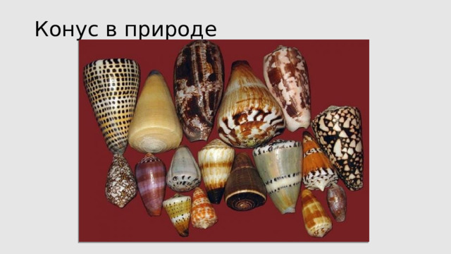 Конус в природе 
