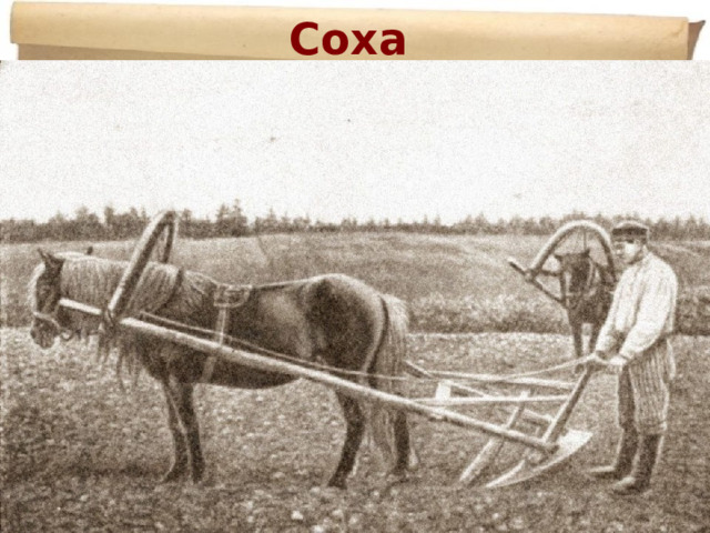 Соха  