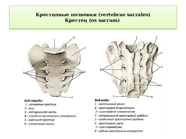  Крестцовые позвонки (vertebrae sacrales)  Крестец (os sacrum)    