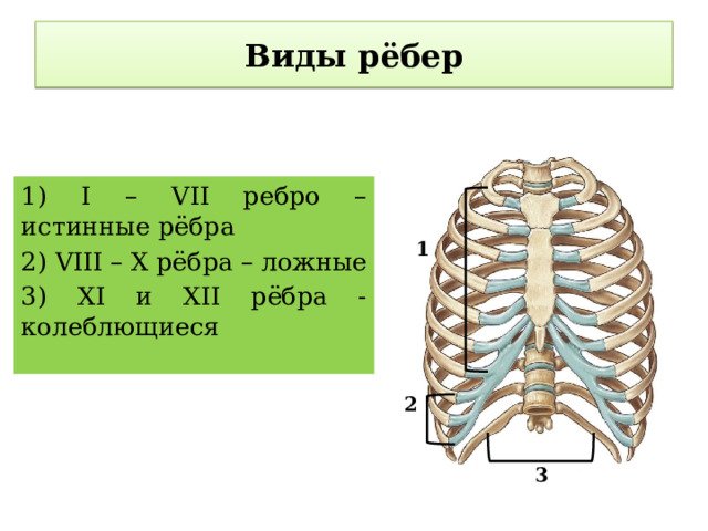 Виды рёбер 1) I – VII ребро – истинные рёбра 2) VIII – X рёбра – ложные 3) XI и XII рёбра - колеблющиеся 1 2 3 