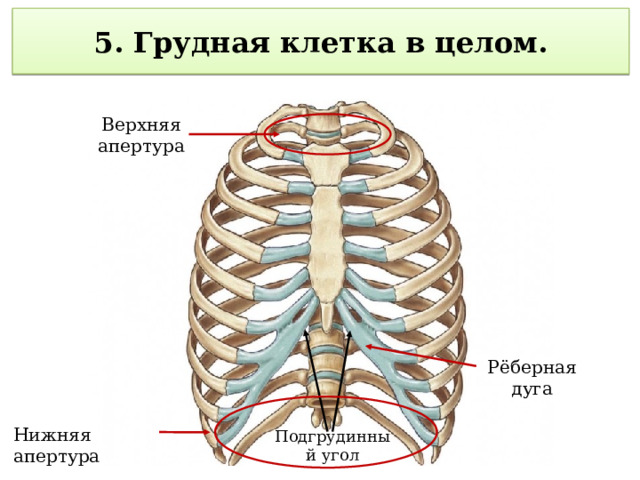  5. Грудная клетка в целом.   Верхняя апертура Рёберная дуга Нижняя апертура Подгрудинный угол 