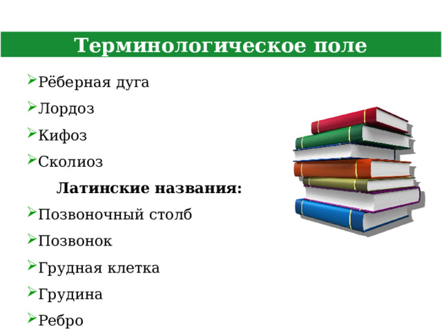 Терминологическое поле Рёберная дуга Лордоз Кифоз Сколиоз Латинские названия: Позвоночный столб Позвонок Грудная клетка Грудина Ребро 6 