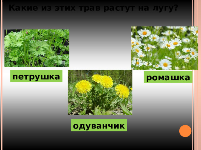 Какие из этих трав растут на лугу? петрушка ромашка одуванчик 