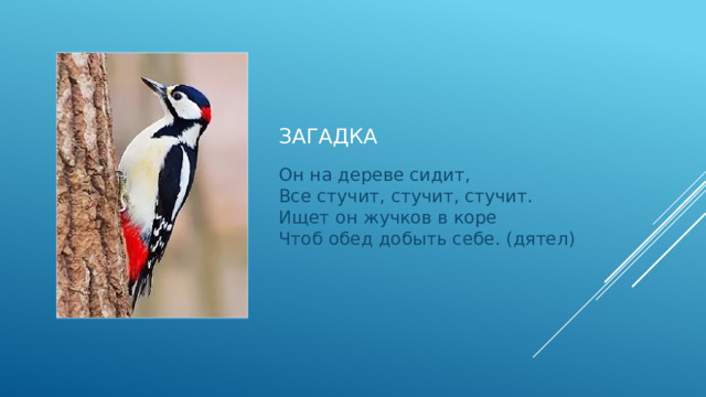 загадка Он на дереве сидит,  Все стучит, стучит, стучит.  Ищет он жучков в коре  Чтоб обед добыть себе. (дятел) 
