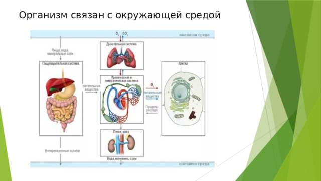 Организм связан с окружающей средой 