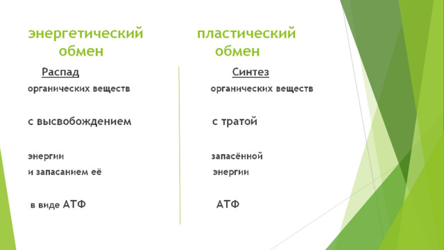 энергетический пластический  обмен обмен  Распад   Синтез органических веществ органических веществ  с высвобождением с тратой  энергии запасённой и запасанием её энергии   в виде АТФ  АТФ 