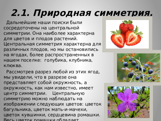 2.1. Природная симметрия.  Дальнейшие наши поиски были сосредоточены на центральной симметрии. Она наиболее характерна для цветов и плодов растений. Центральная симметрия характерна для различных плодов, но мы остановились на ягодах, более распространенных в нашем поселке: голубика, клубника, клюква.  Рассмотрев разрез любой из этих ягод, мы увидели, что в разрезе она представляет собой окружность, а окружность, как нам известно, имеет центр симметрии. Центральную симметрию можно наблюдать на изображении следующих цветов: цветок багульника, цветок мать-и-мачехи, цветок кувшинки, сердцевина ромашки. Весь цветок ромашки обладает центральной симметрией. Если внимательно приглядеться к стеблю растения, то окажется, что и здесь действует закон симметрии. Стебель обладает винтовой осью симметрии. 