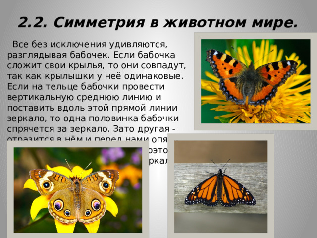 2.2. Симметрия в животном мире.  Все без исключения удивляются, разглядывая бабочек. Если бабочка сложит свои крылья, то они совпадут, так как крылышки у неё одинаковые. Если на тельце бабочки провести вертикальную среднюю линию и поставить вдоль этой прямой линии зеркало, то одна половинка бабочки спрячется за зеркало. Зато другая - отразится в нём и перед нами опять появится такая же бабочка. Поэтому говорят, что это насекомое зеркально симметрично. 