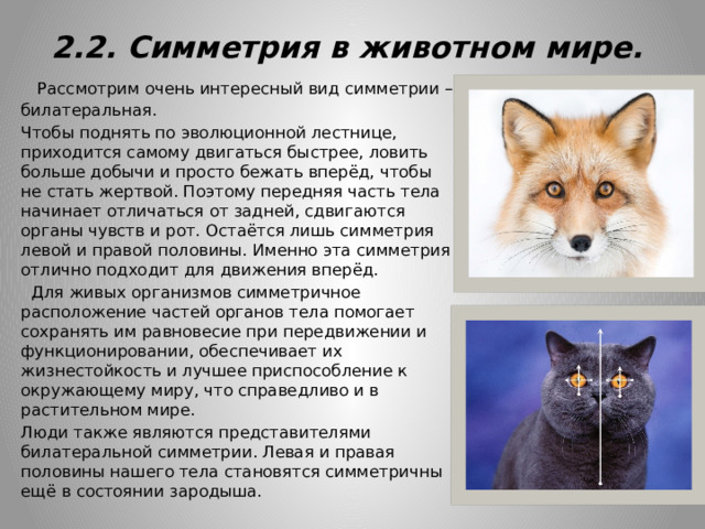 2.2. Симметрия в животном мире.  Рассмотрим очень интересный вид симметрии – билатеральная. Чтобы поднять по эволюционной лестнице, приходится самому двигаться быстрее, ловить больше добычи и просто бежать вперёд, чтобы не стать жертвой. Поэтому передняя часть тела начинает отличаться от задней, сдвигаются органы чувств и рот. Остаётся лишь симметрия левой и правой половины. Именно эта симметрия отлично подходит для движения вперёд.  Для живых организмов симметричное расположение частей органов тела помогает сохранять им равновесие при передвижении и функционировании, обеспечивает их жизнестойкость и лучшее приспособление к окружающему миру, что справедливо и в растительном мире. Люди также являются представителями билатеральной симметрии. Левая и правая половины нашего тела становятся симметричны ещё в состоянии зародыша. 