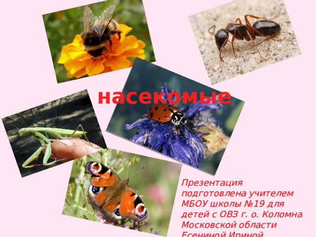 насекомые Презентация подготовлена учителем МБОУ школы №19 для детей с ОВЗ г. о. Коломна Московской области Есениной Ириной Львовной. 