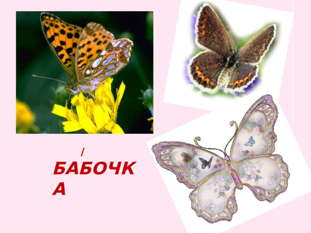  / бабочка 