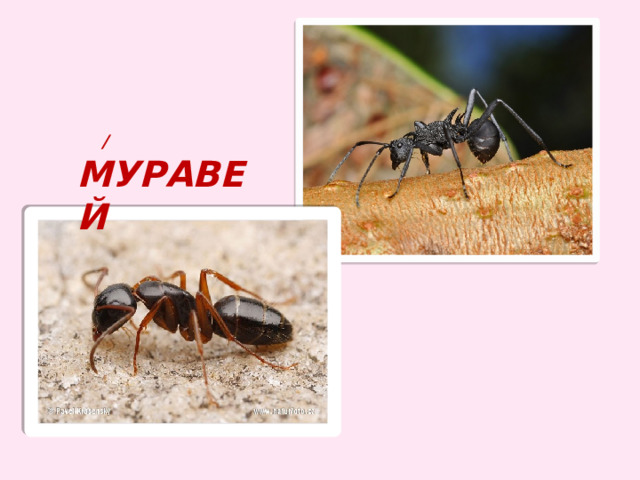  / муравей 