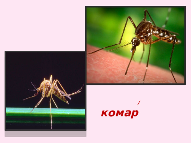  / комар 