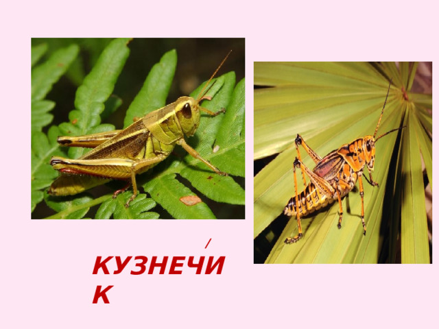  / кузнечик 