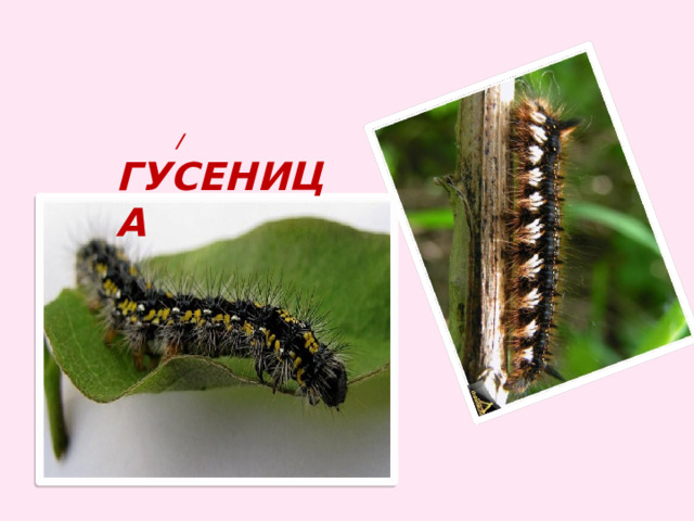 / гусеница 