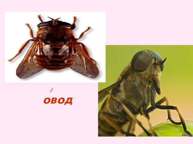  / овод 