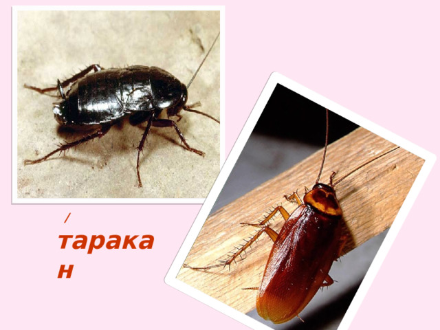  / таракан 