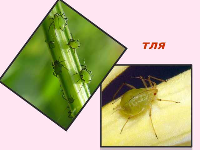 тля 