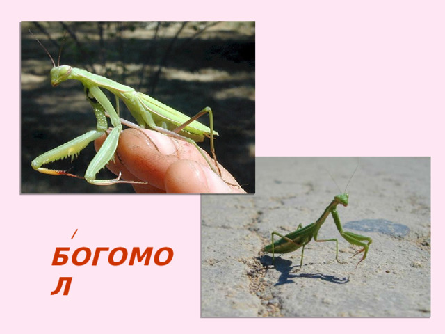  / богомол 