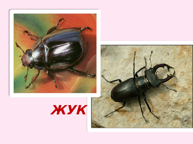 жук 