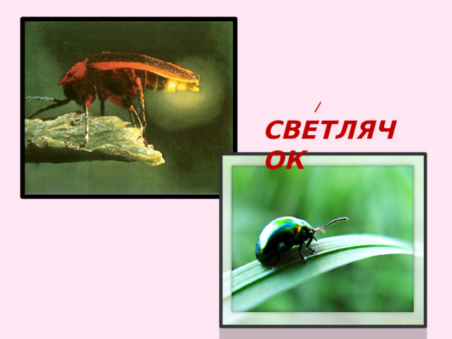  / светлячок 