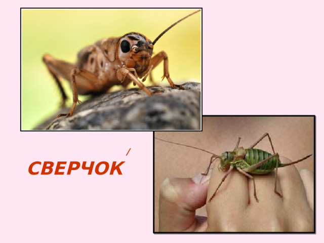  / сверчок 