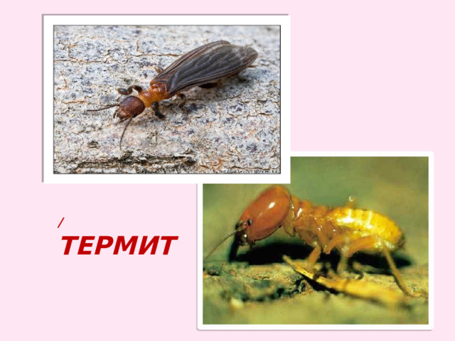  / термит 