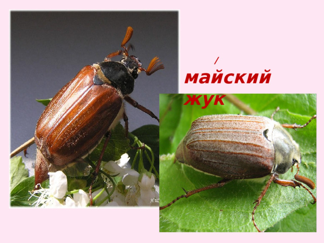  / майский жук 