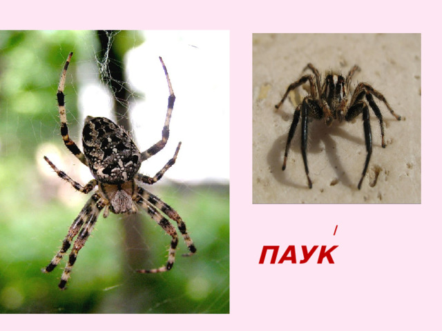  / паук 