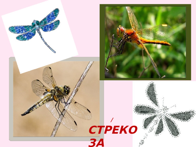 / стрекоза 
