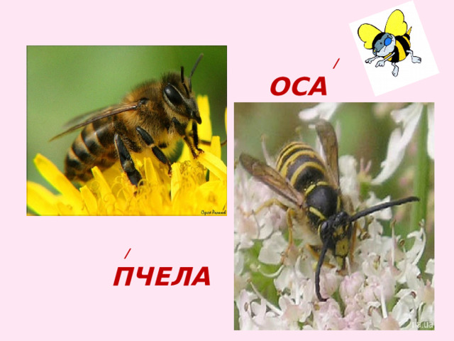  / ОСА  / пчела 