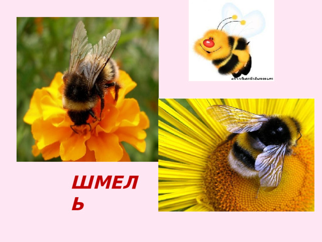 шмель 