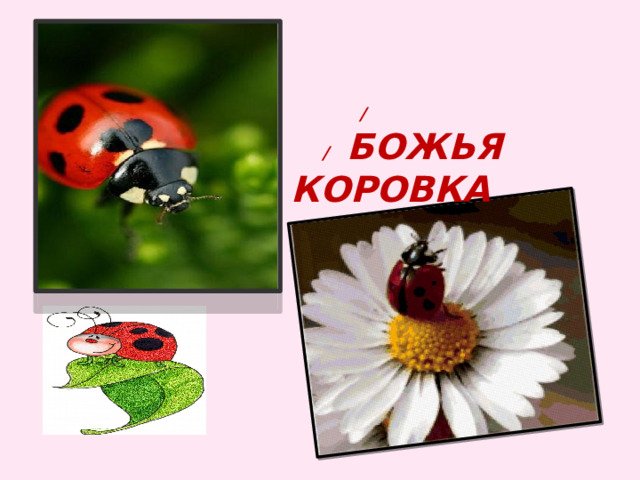  / / Божья коровка 