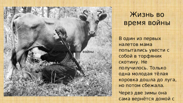 Жизнь во время войны В один из первых налетов мама попытались увести с собой в торфяник скотину. Не получилось. Только одна молодая тёлая коровка дошла до луга, но потом сбежала. Через две зимы она сама вернётся домой с подросшим бычком. И спасёт семью от голода. Жизнь во время войны 
