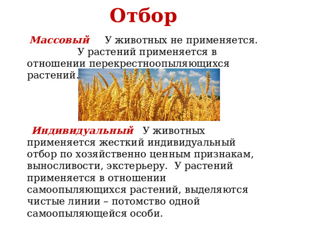 Отбор  Массовый У животных не применяется. У растений применяется в отношении перекрестноопыляющихся растений.  Индивидуальный У животных применяется жесткий индивидуальный отбор по хозяйственно ценным признакам, выносливости, экстерьеру. У растений применяется в отношении самоопыляющихся растений, выделяются чистые линии – потомство одной самоопыляющейся особи. 