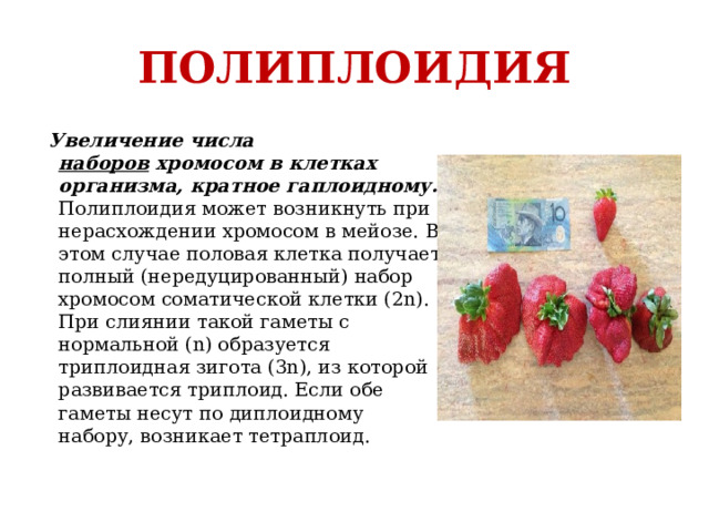 ПОЛИПЛОИДИЯ  Увеличение числа наборов  хромосом в клетках организма, кратное гаплоидному. Полиплоидия может возникнуть при нерасхождении хромосом в мейозе. В этом случае половая клетка получает полный (нередуцированный) набор хромосом соматической клетки (2n). При слиянии такой гаметы с нормальной (n) образуется триплоидная зигота (3n), из которой развивается триплоид. Если обе гаметы несут по диплоидному набору, возникает тетраплоид. 