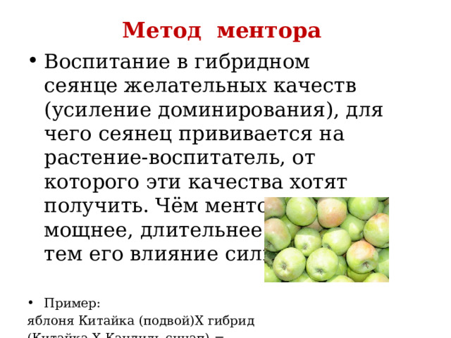 Метод ментора   Воспитание в гибридном сеянце желательных качеств (усиление доминирования), для чего сеянец прививается на растение-воспитатель, от которого эти качества хотят получить. Чём ментор старше, мощнее, длительнее действует, тем его влияние сильнее Пример: яблоня Китайка (подвой)X гибрид (Китайка Х Кандиль-синап) = Кандиль-синап (морозостойкий) 