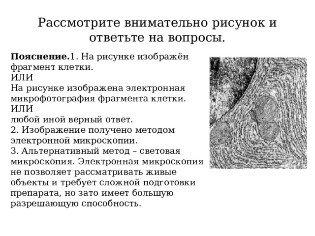 Рассмотрите внимательно рисунок и ответьте на вопросы. Пояснение. 1. На рисунке изображён фрагмент клетки. ИЛИ На рисунке изображена электронная микрофотография фрагмента клетки. ИЛИ любой иной верный ответ. 2. Изображение получено методом электронной микроскопии. 3. Альтернативный метод – световая микроскопия. Электронная микроскопия не позволяет рассматривать живые объекты и требует сложной подготовки препарата, но зато имеет большую разрешающую способность. 