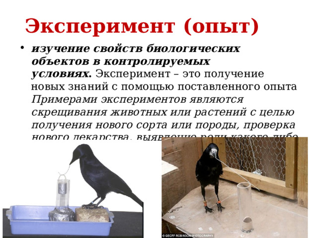 Эксперимент (опыт)  изучение свойств биологических объектов в контролируемых условиях .  Эксперимент – это получение новых знаний с помощью поставленного опыта  Примерами экспериментов являются скрещивания животных или растений с целью получения нового сорта или породы, проверка нового лекарства, выявление роли какого-либо органоида клетки 