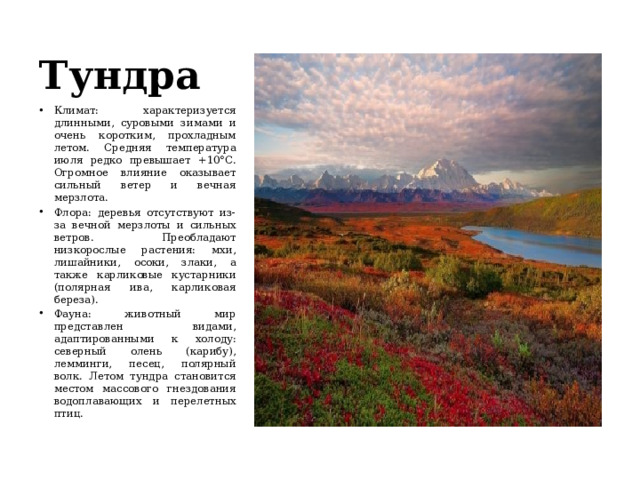 Тундра Климат: характеризуется длинными, суровыми зимами и очень коротким, прохладным летом. Средняя температура июля редко превышает +10°C. Огромное влияние оказывает сильный ветер и вечная мерзлота. Флора: деревья отсутствуют из-за вечной мерзлоты и сильных ветров. Преобладают низкорослые растения: мхи, лишайники, осоки, злаки, а также карликовые кустарники (полярная ива, карликовая береза). Фауна: животный мир представлен видами, адаптированными к холоду: северный олень (карибу), лемминги, песец, полярный волк. Летом тундра становится местом массового гнездования водоплавающих и перелетных птиц. 